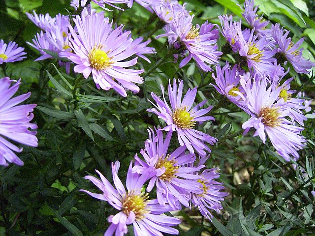 Aster dum-Hybr Herbstgruss und Besserhof.JPG - Unicode